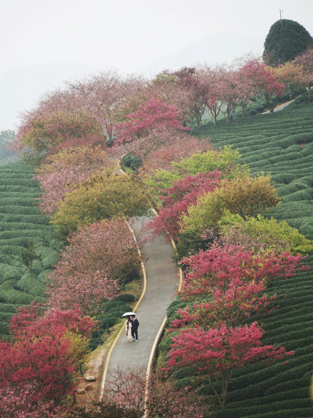 早春里的行走漳平永福樱花园