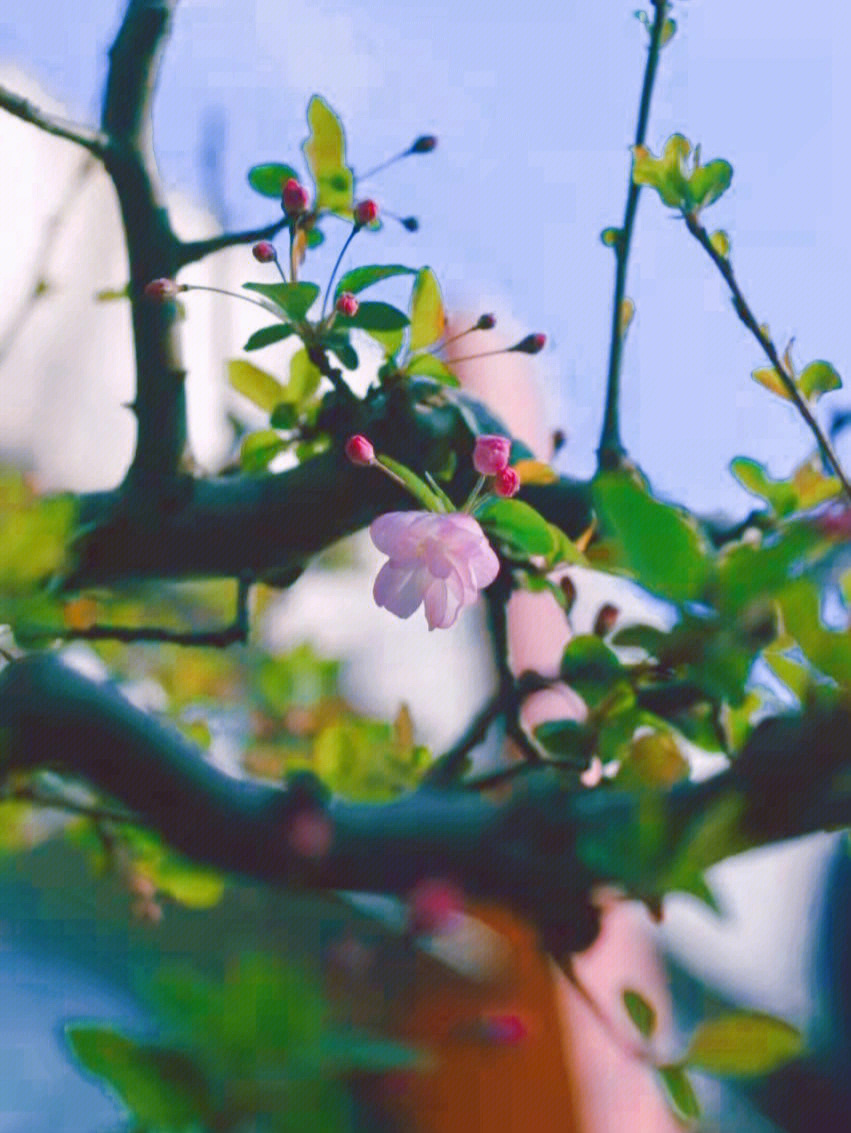 神女赋三花绽放图片