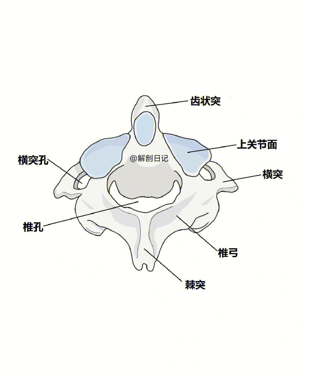 骨骼日记之枢椎