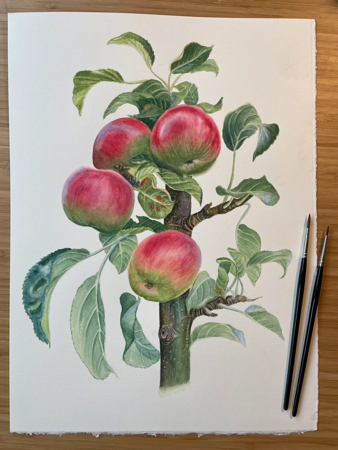 苹果树的绘画作品图片