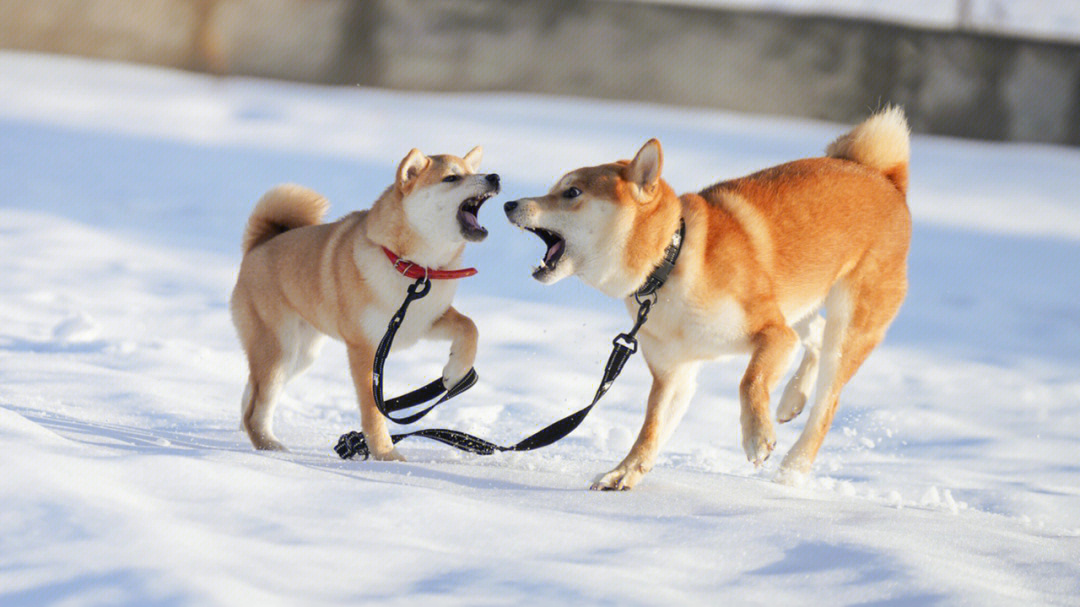 雪地里的比嘴大的两只狗