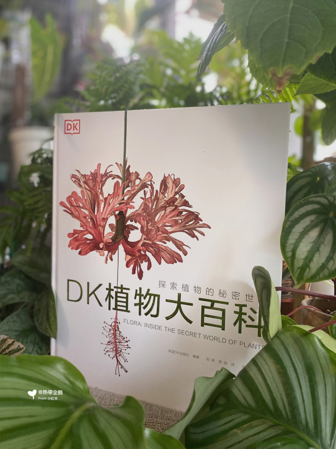 恶魔之手植物百科图片