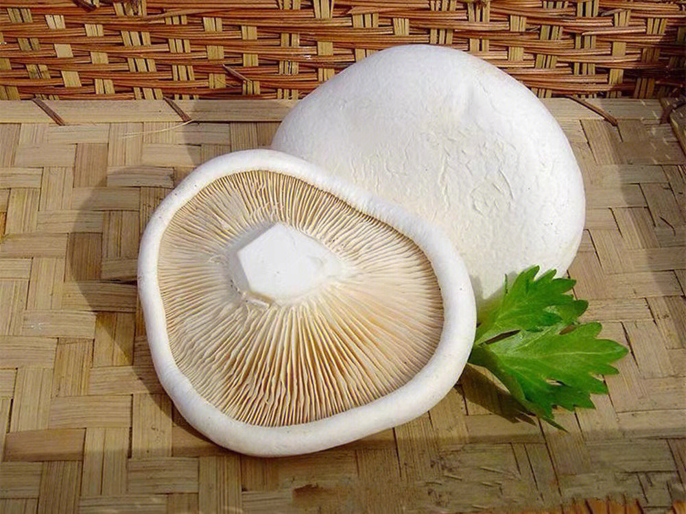 白色菇类大全 食用图片