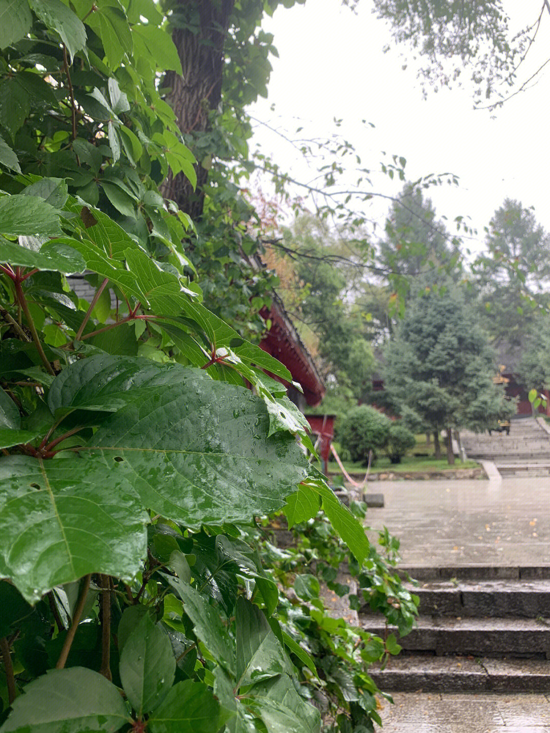 龙潭山雨中漫步