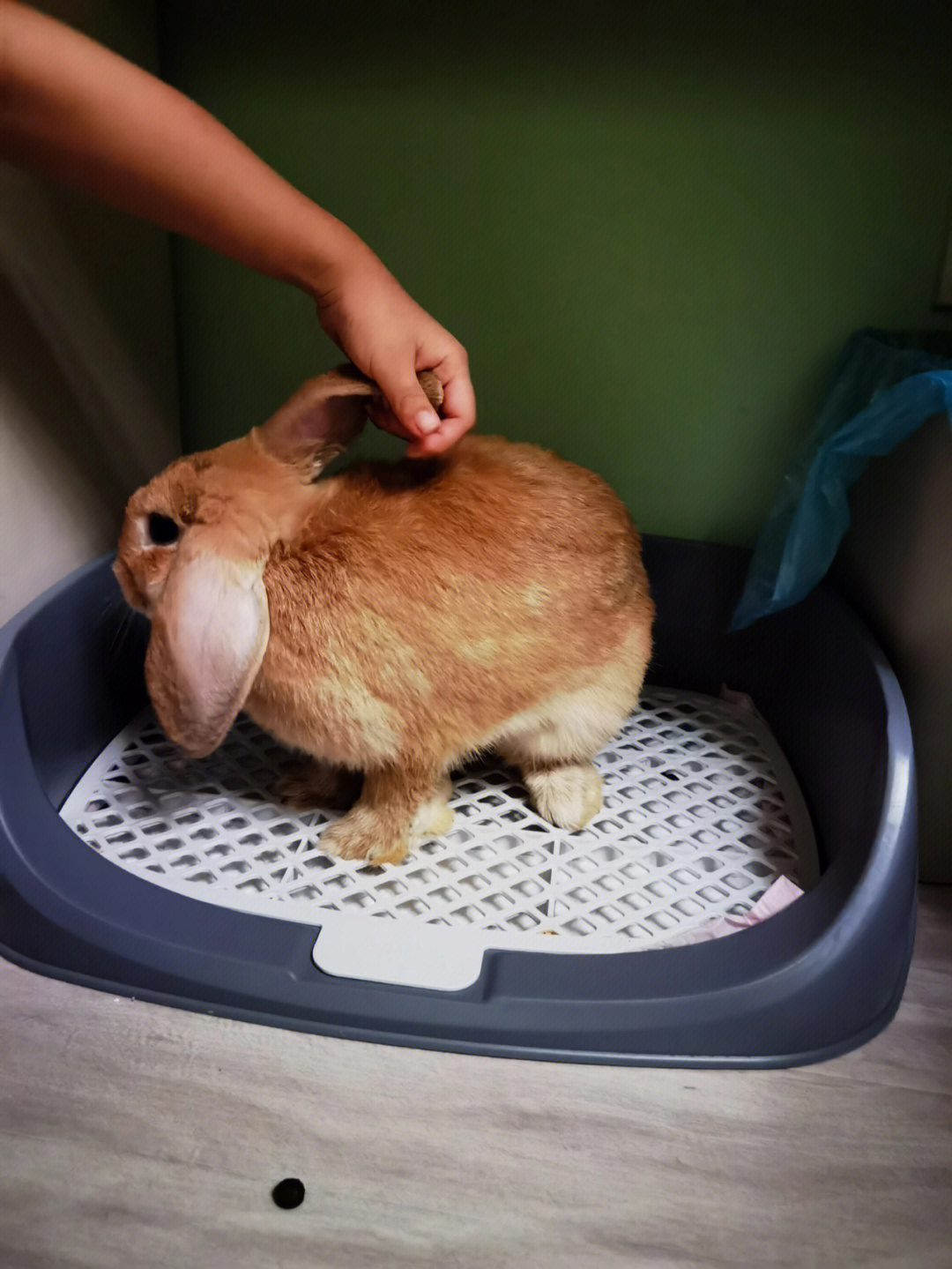 自制兔子挡尿板图片