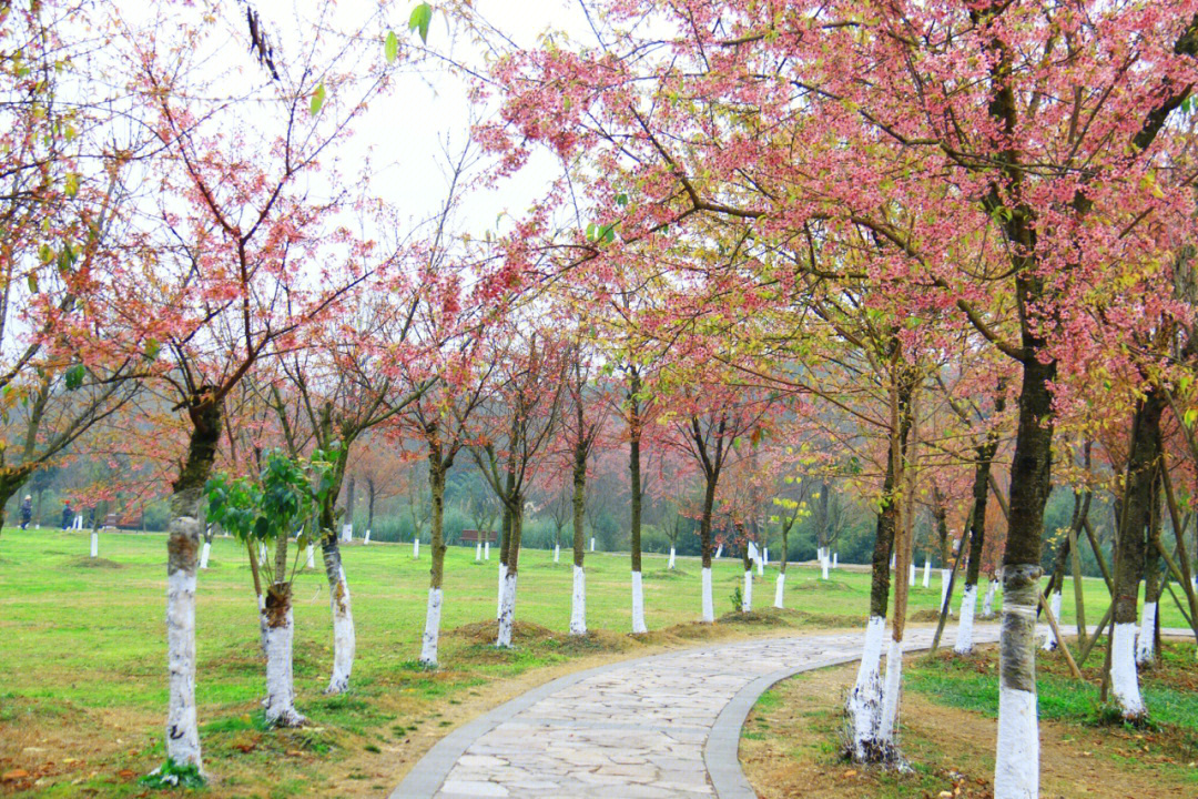 成都樱花观赏地图片