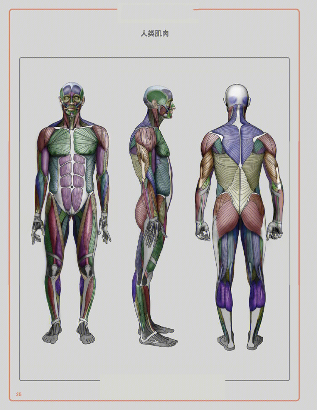 人体肌肉结构画法练习#美术生#美术生集训#成都南鹏画室#肌肉