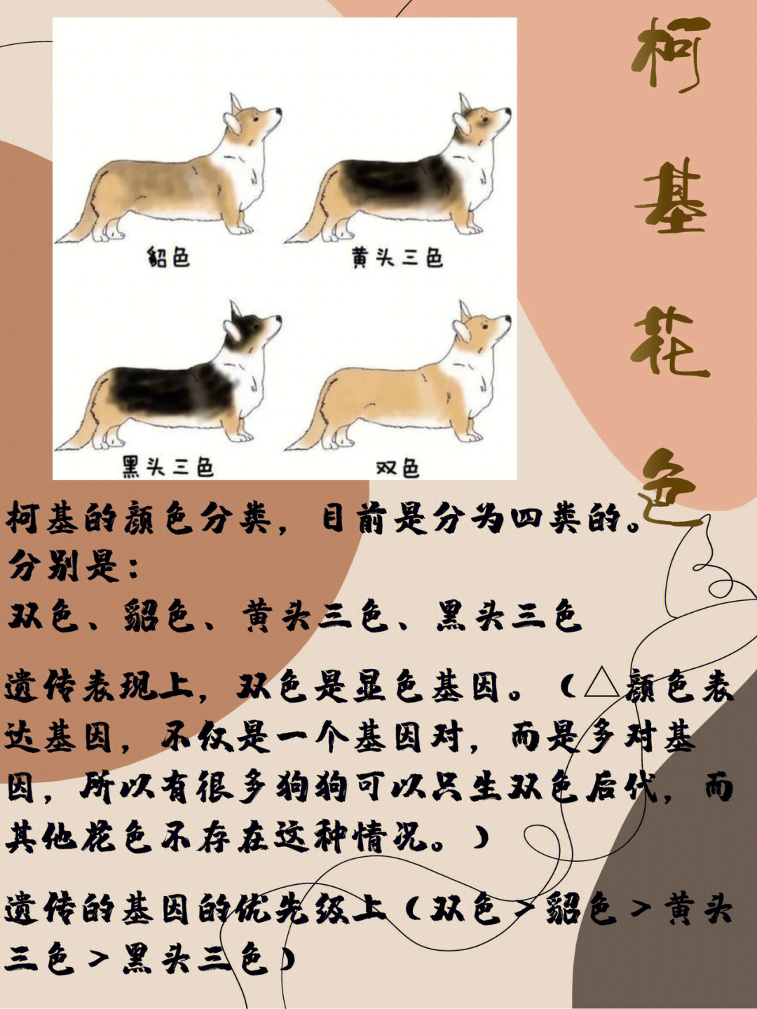 柯基犬简介图片