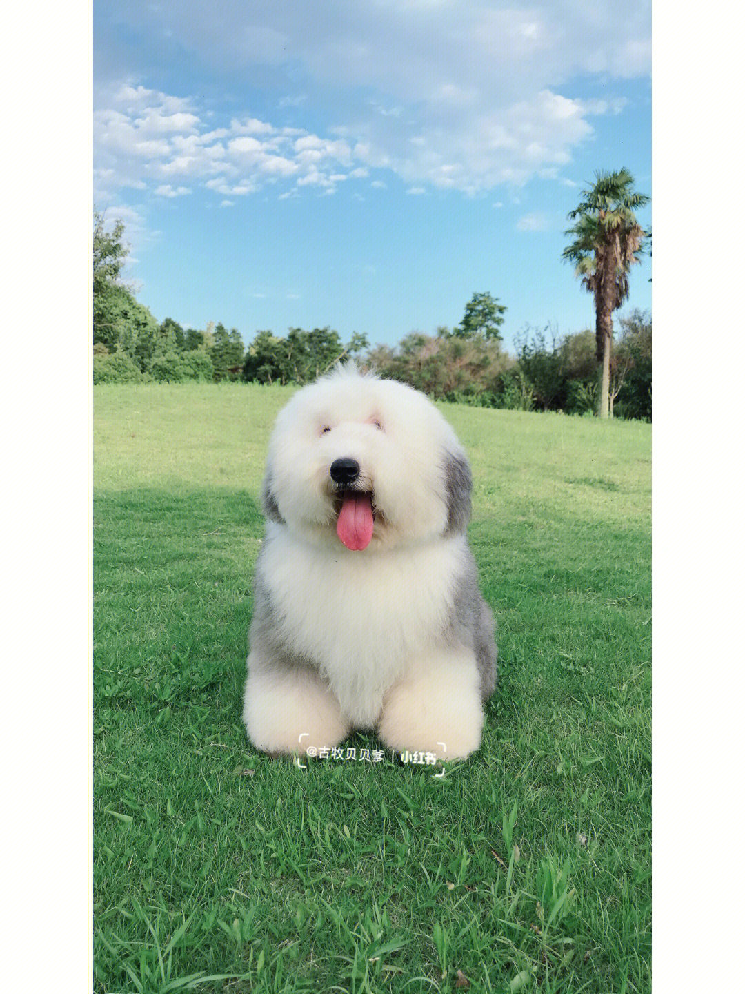 爱笑的毛孩子古牧