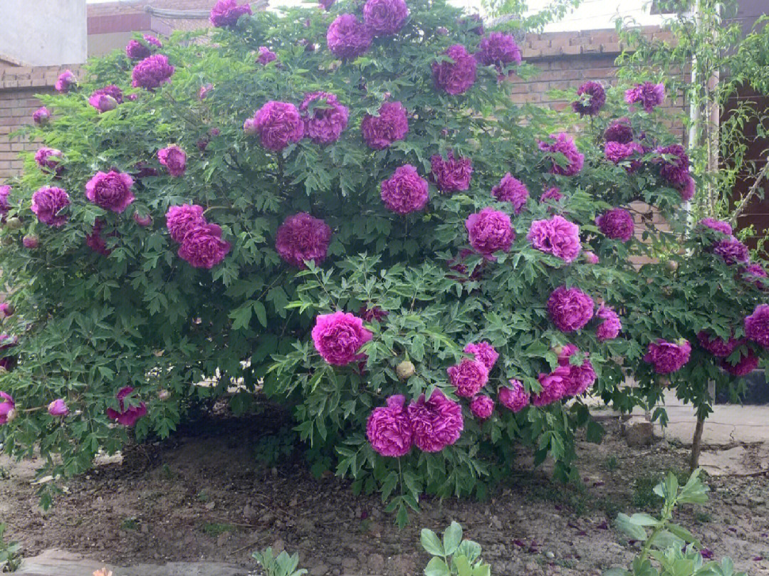 精品紫斑牡丹树
