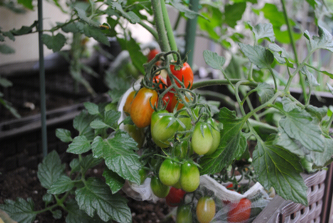 小番茄种植记录表图片
