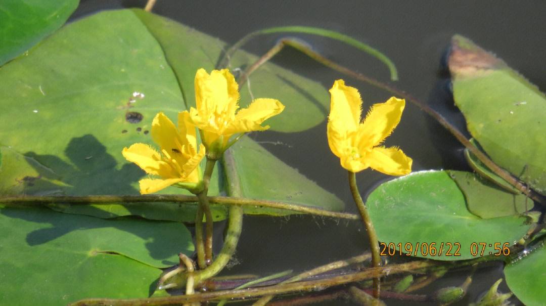 荇菜真实图片