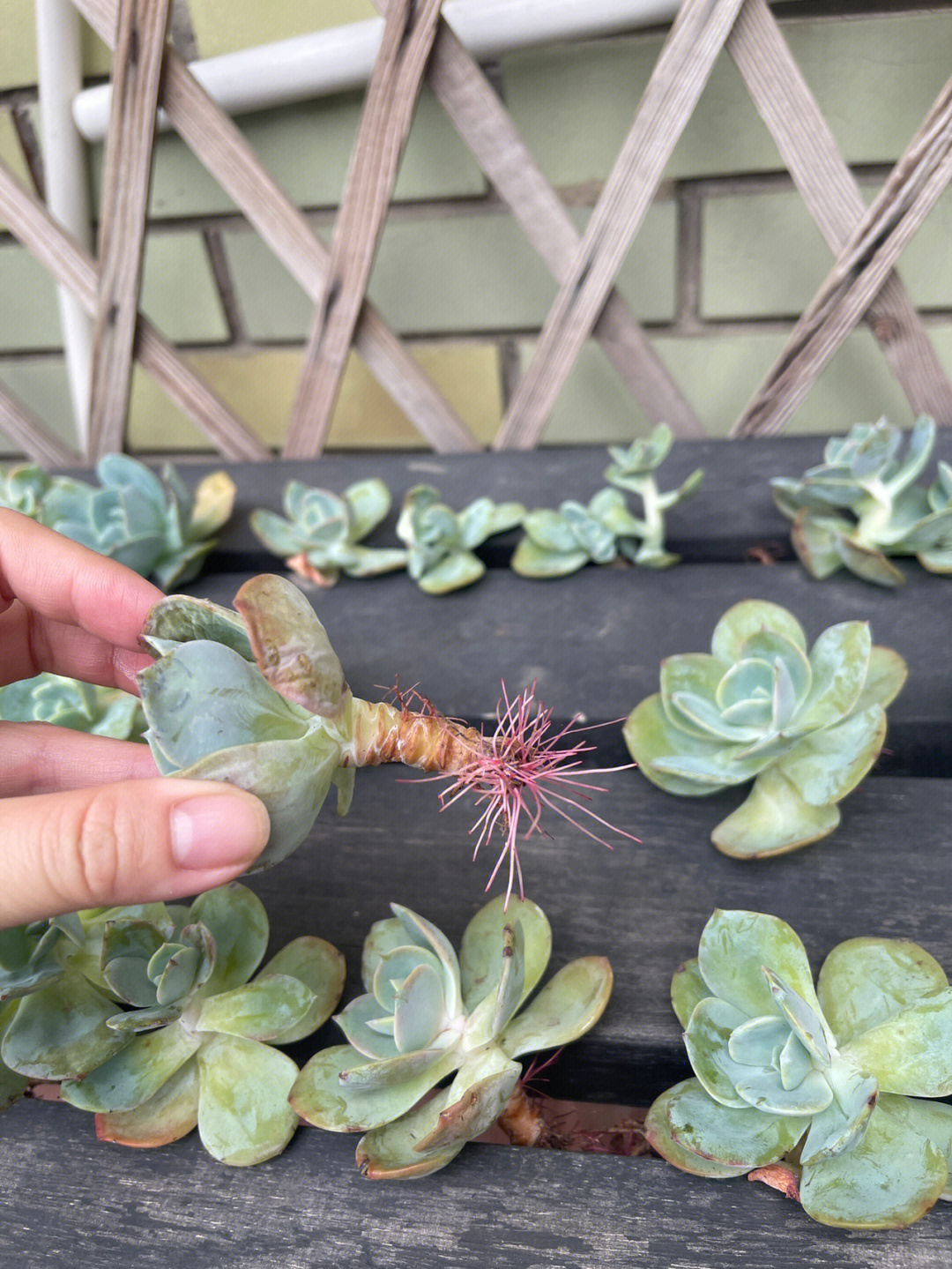 多肉植物之空气发根