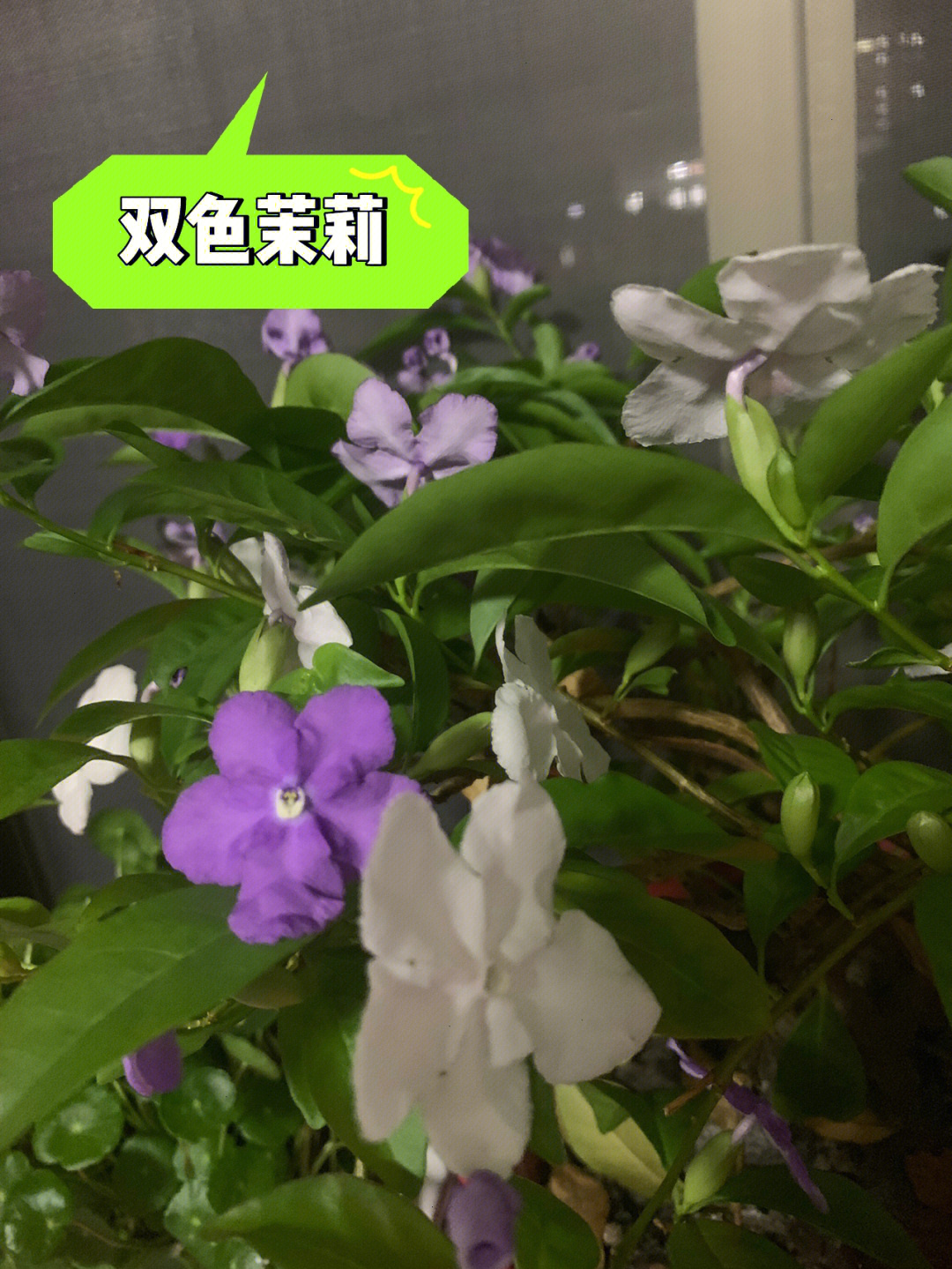 茉莉花样子颜色气味图片