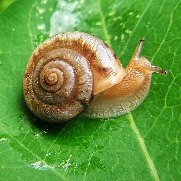 蜗牛的样子图片