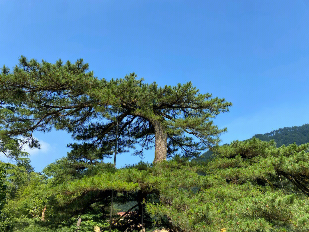 九华山凤凰松图片