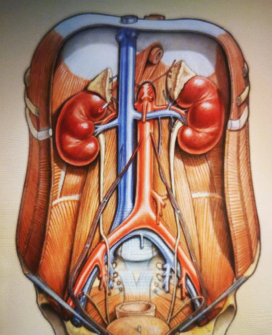 肾脏的位置图片 解剖图片