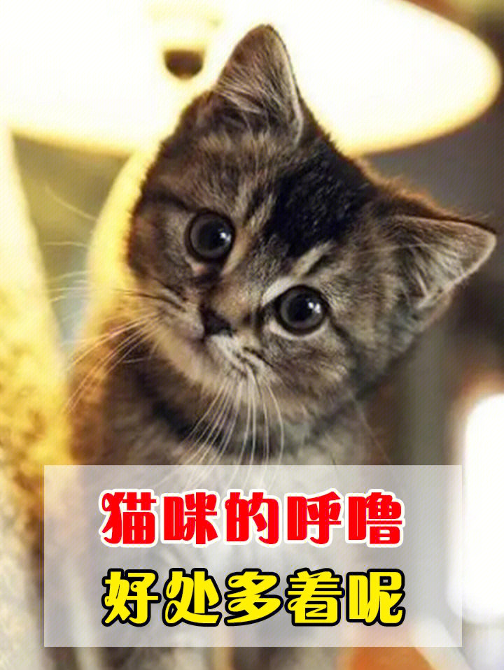 小猫叫声吸引猫图片