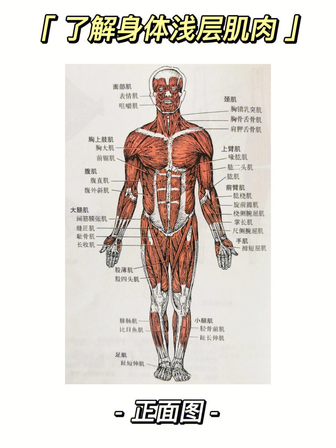 胸肌解剖结构图片