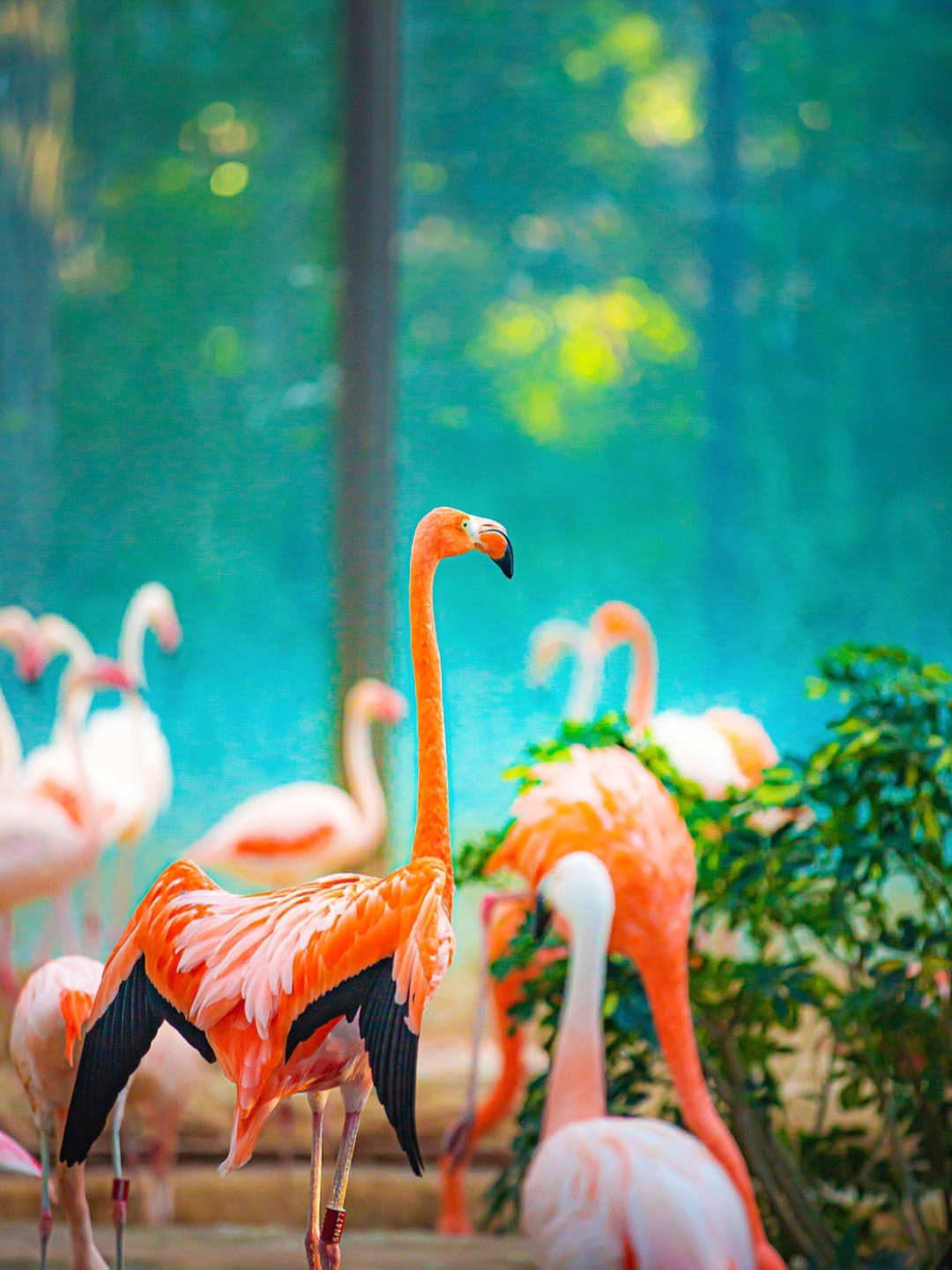 北京动物园鸟类介绍图片