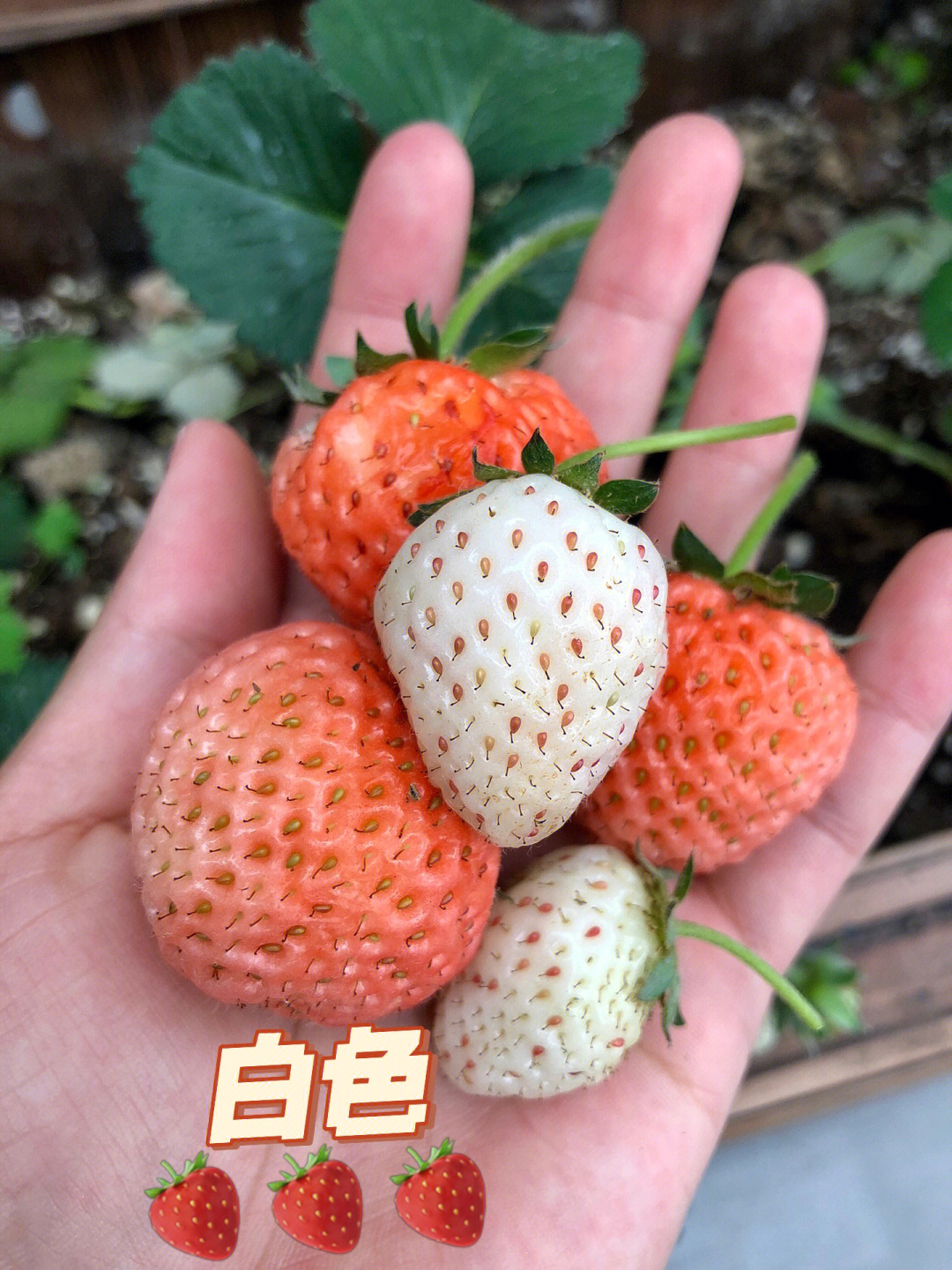 粉黛白草莓图片