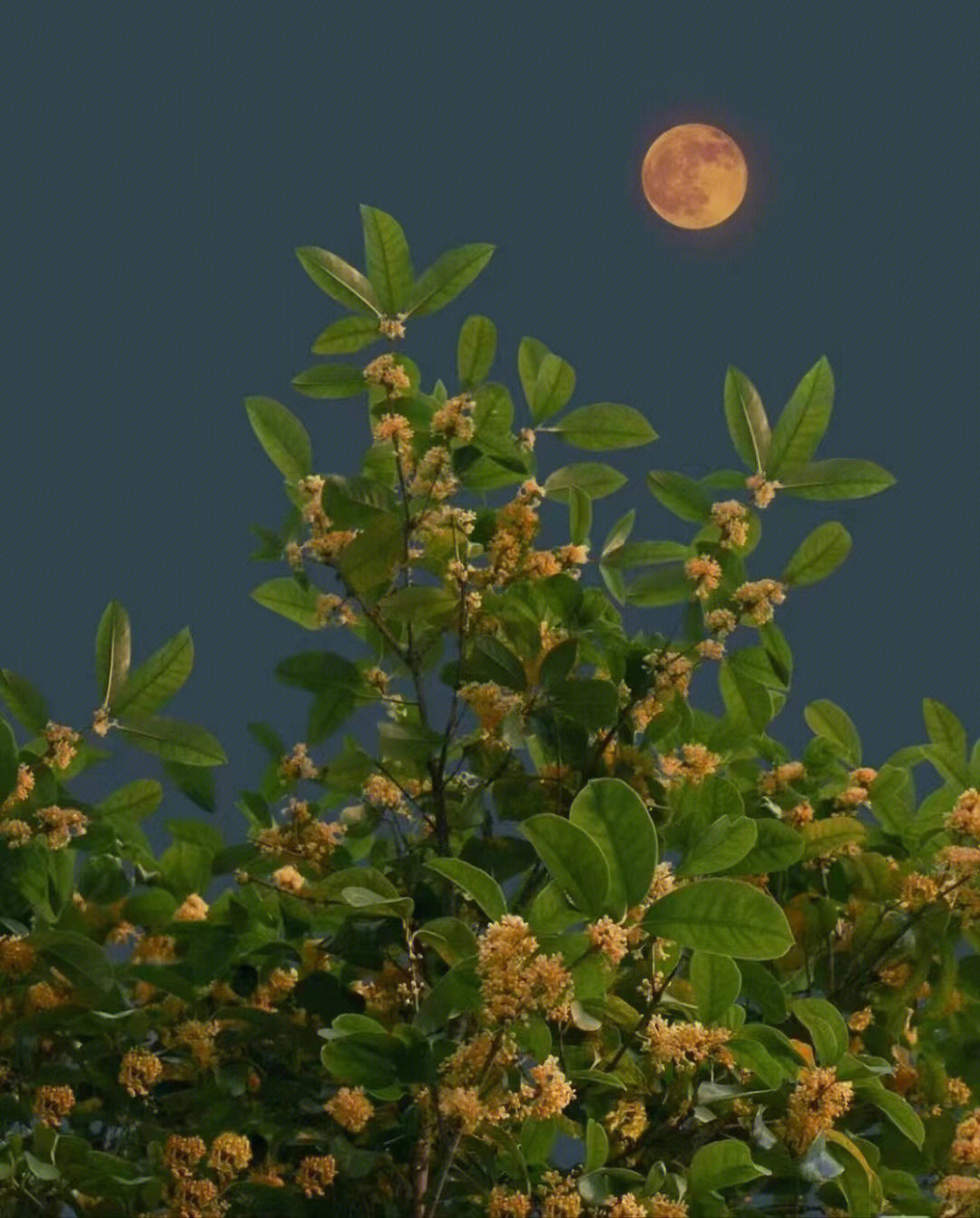 金桂与月亮
