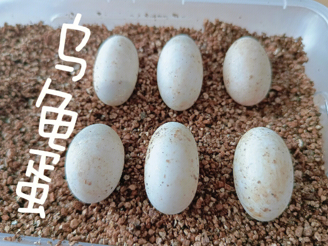 草龟蛋孵化过程变化图图片