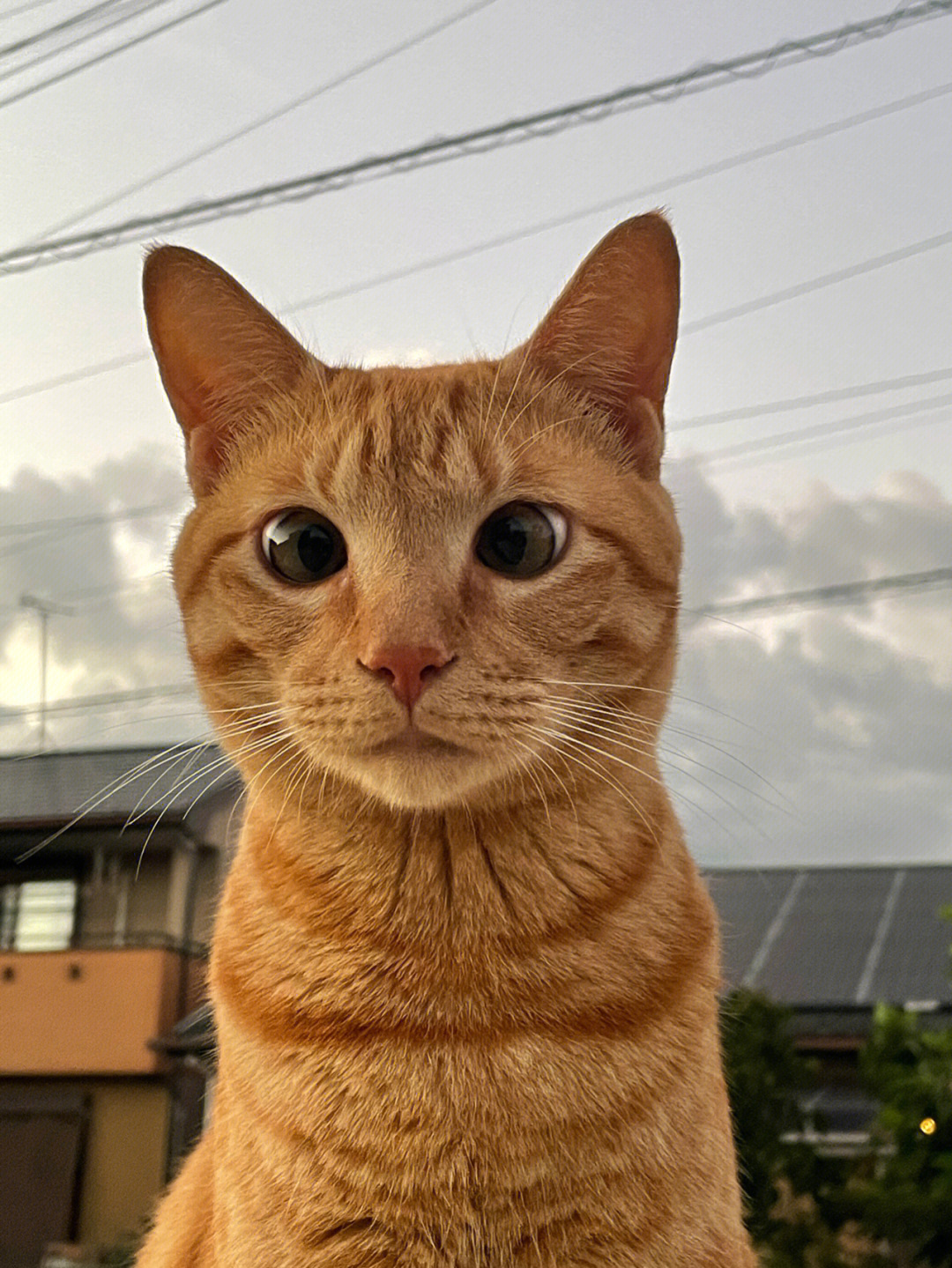 橘色猫品种图片