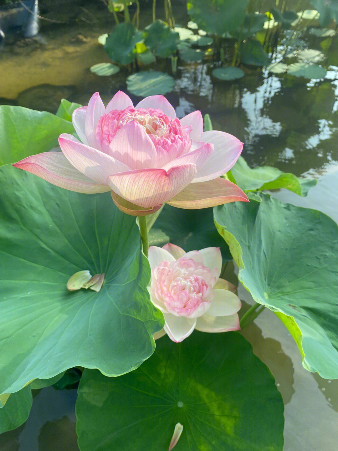 岷县花儿十朵莲花图片