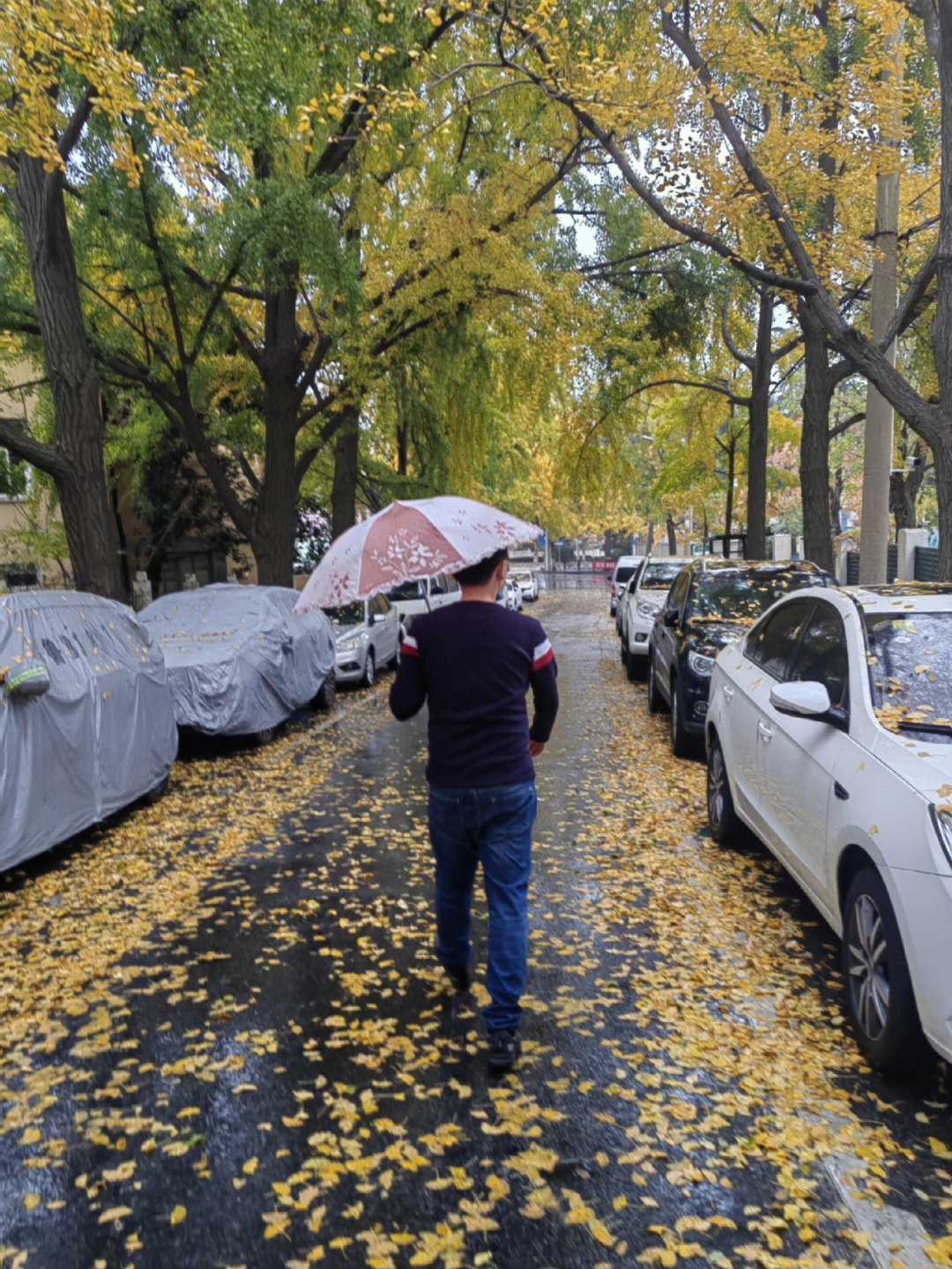 雨中日照路