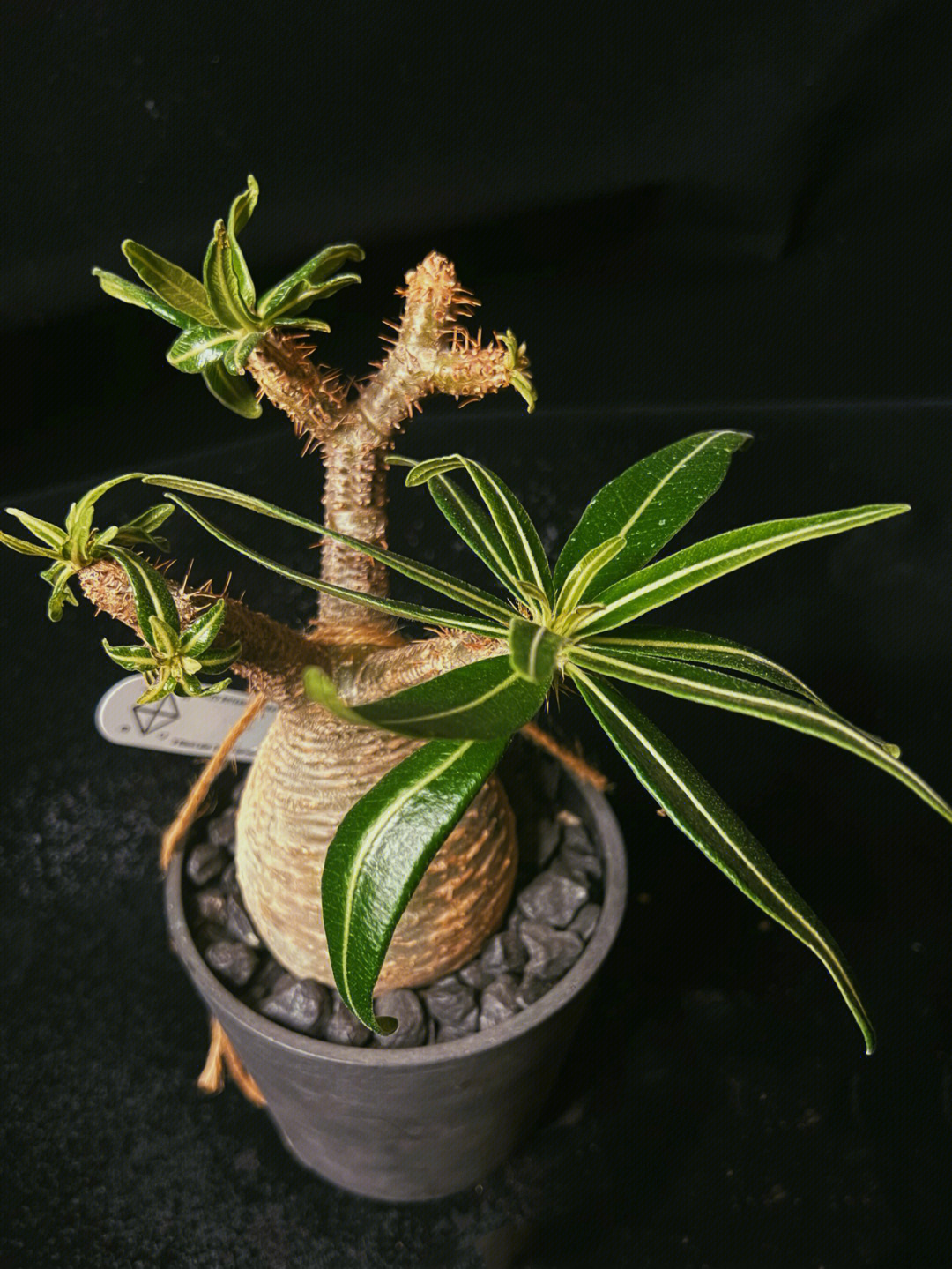 块根植物象牙宫