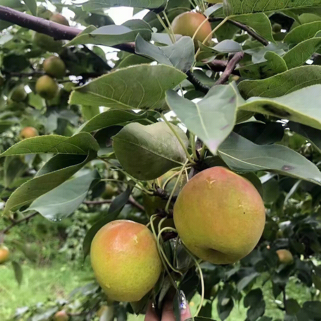 东北鞍山特产南果梨