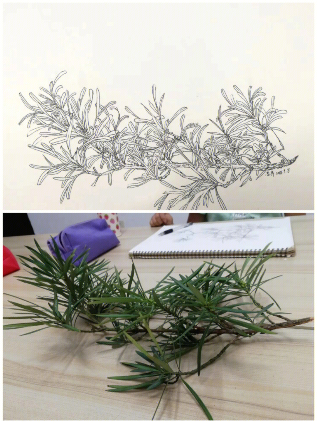 植物线描写生