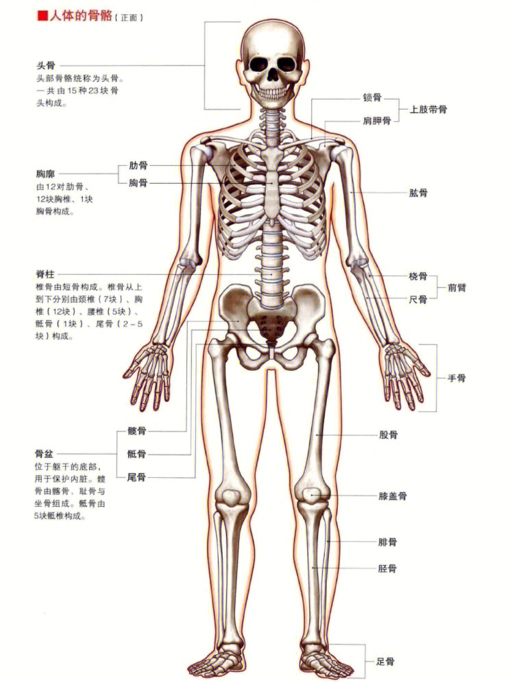 人体骨骼身体解剖面方位术语身体的运动