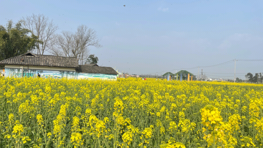 王银油菜花图片