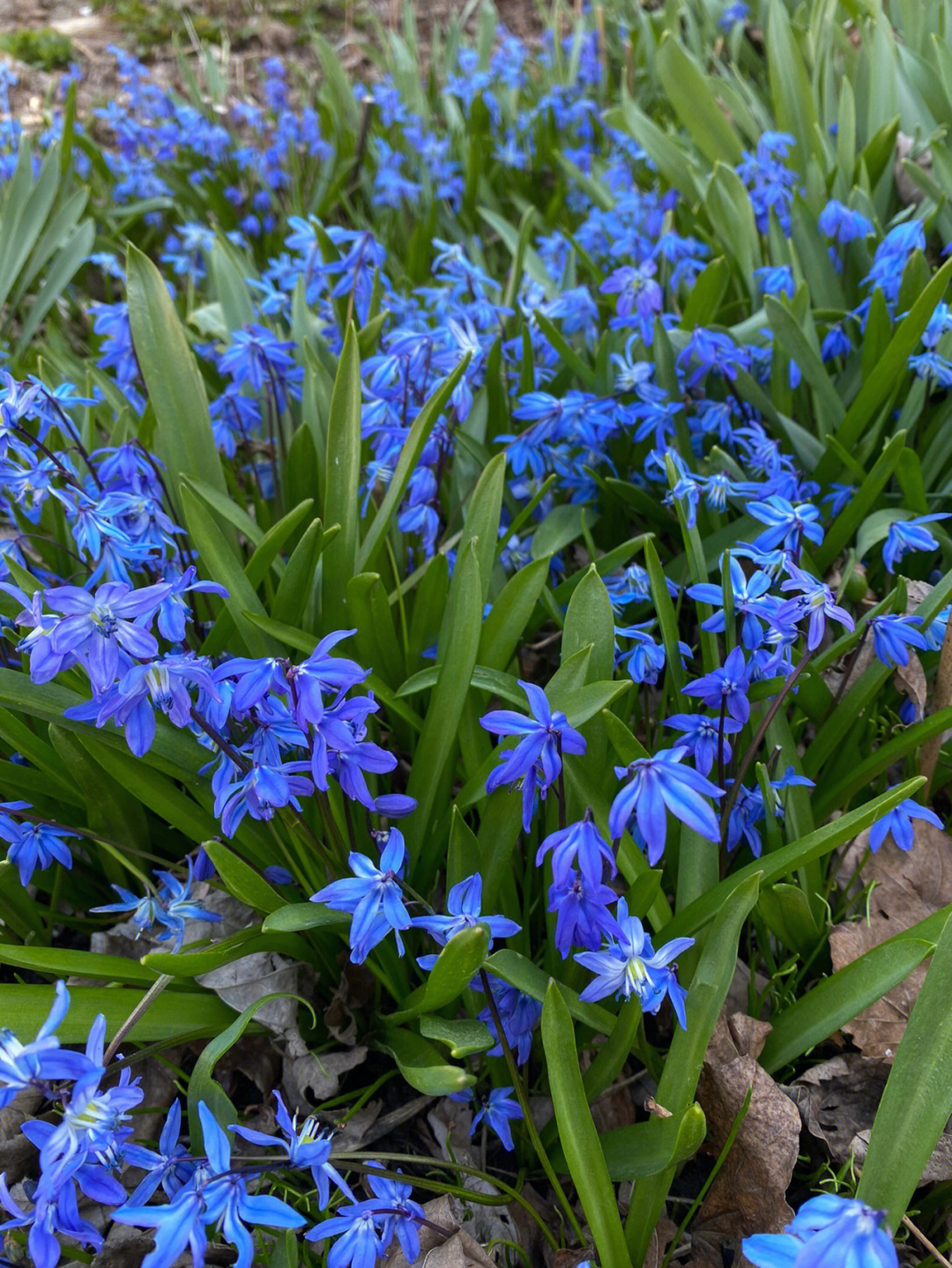 小蓝花盛开的季节