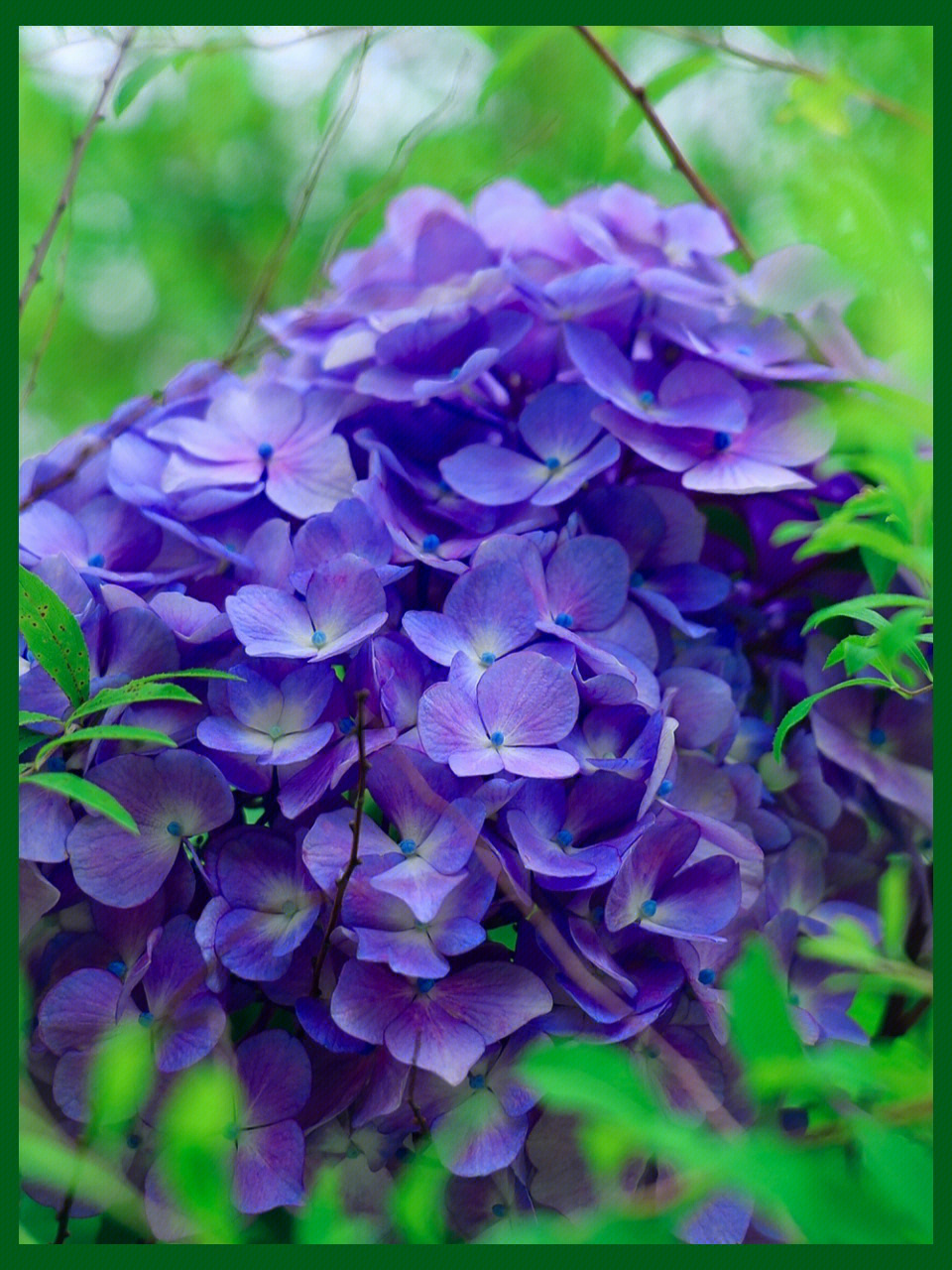 紫陽花の散ル頃に图片