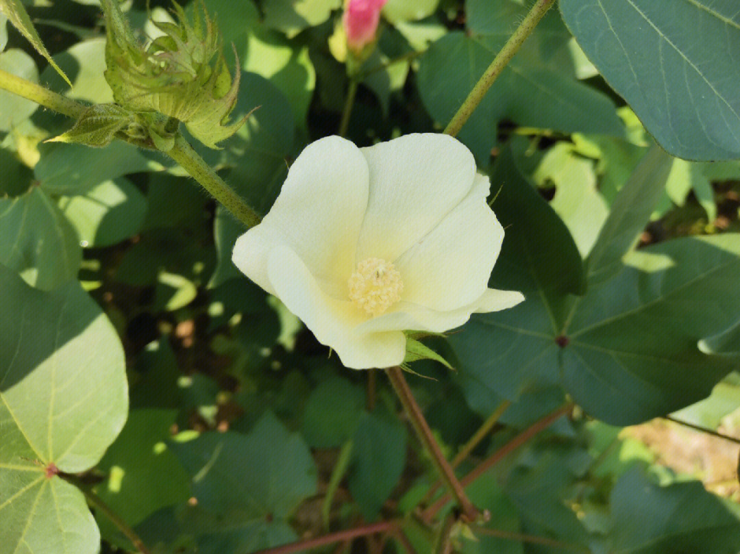 你们见过棉花的花吗