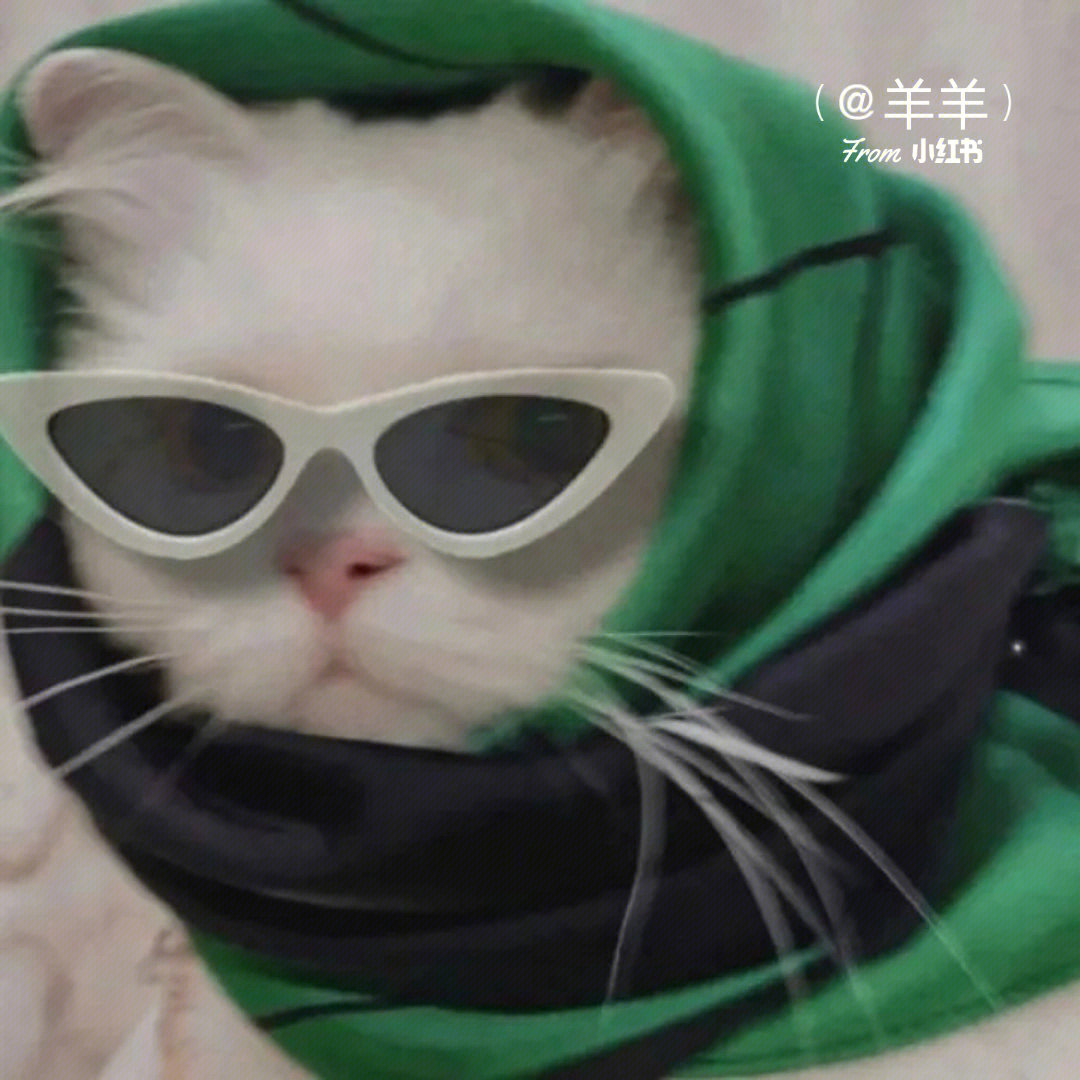 戴墨镜的猫咪情头图片