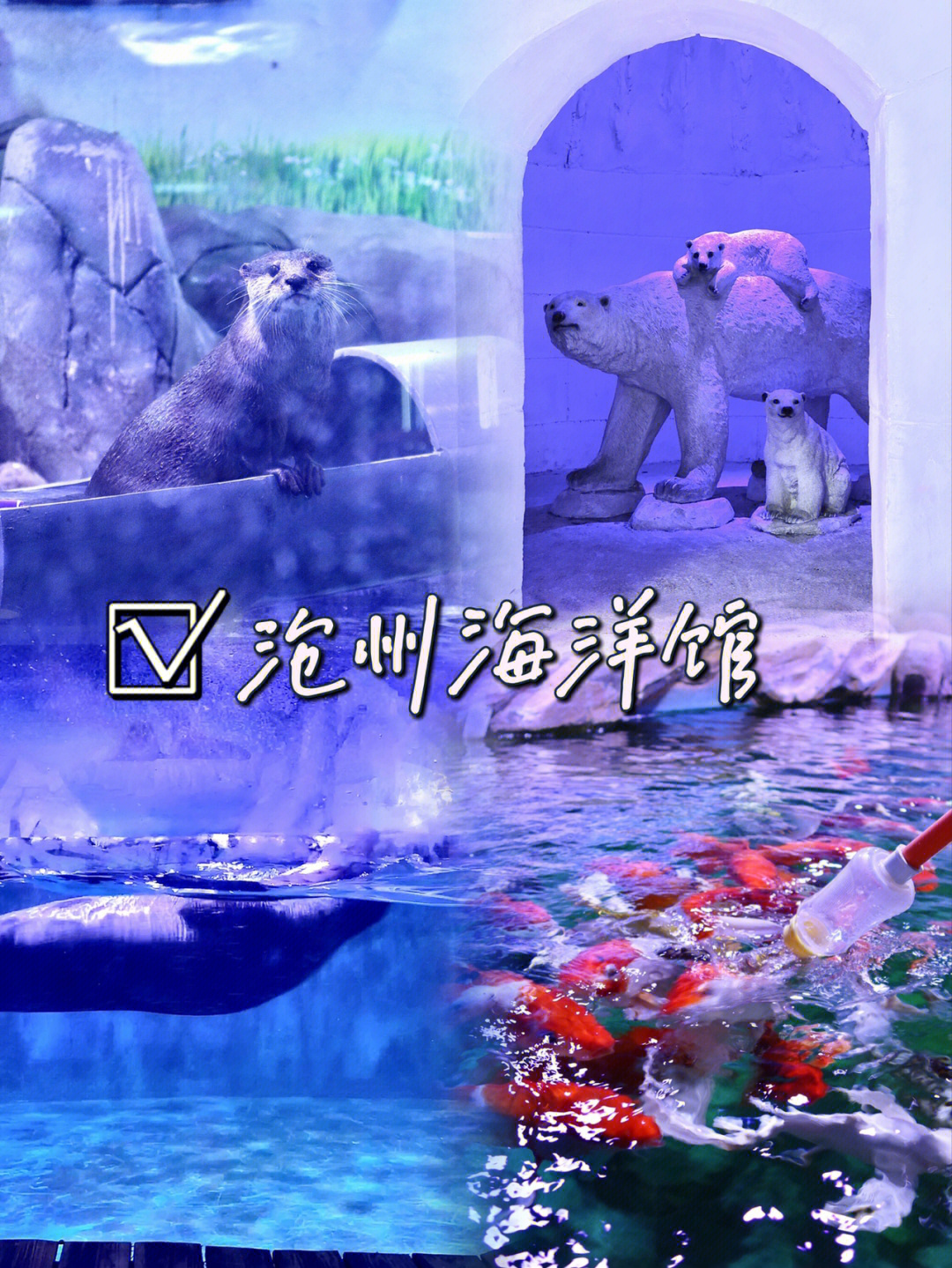 沧州动物园海洋馆门票图片