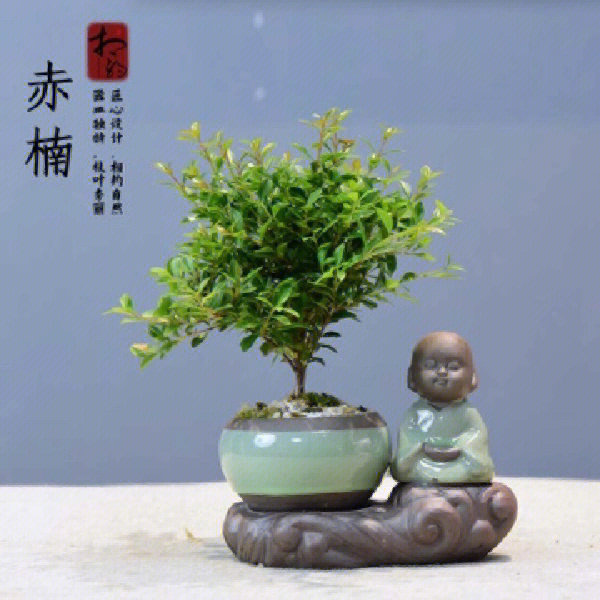 如果是新上盆的赤楠[种草r]盆景,大家需要时常保持盆土的湿润;如果