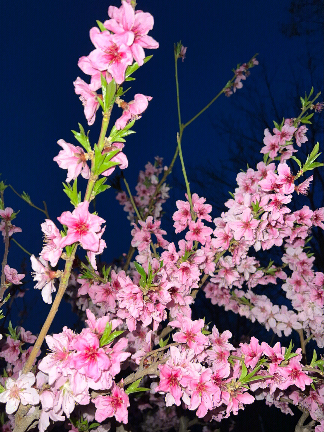 春天有什么花开名字图片