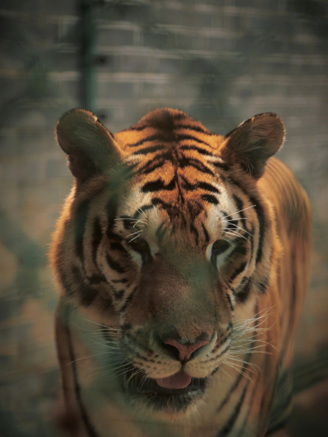 0660/人96特色:7815位于长沙县,是湖南最大的老虎繁殖基地