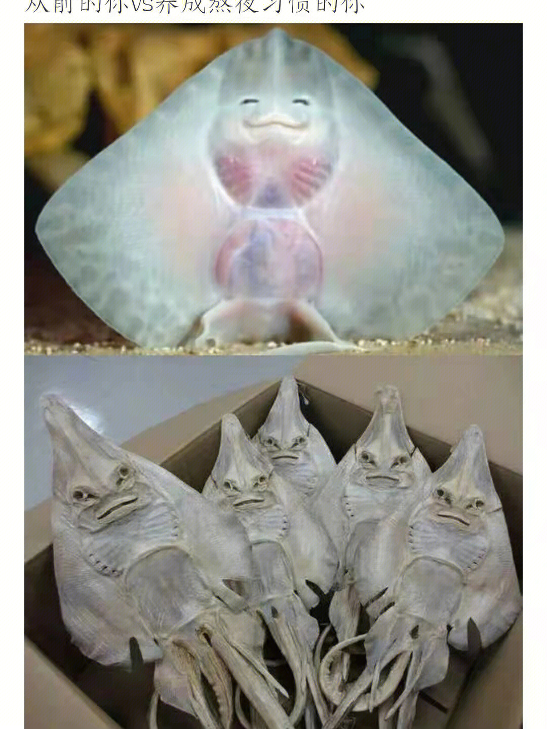 魔鬼鱼的身体结构图图片