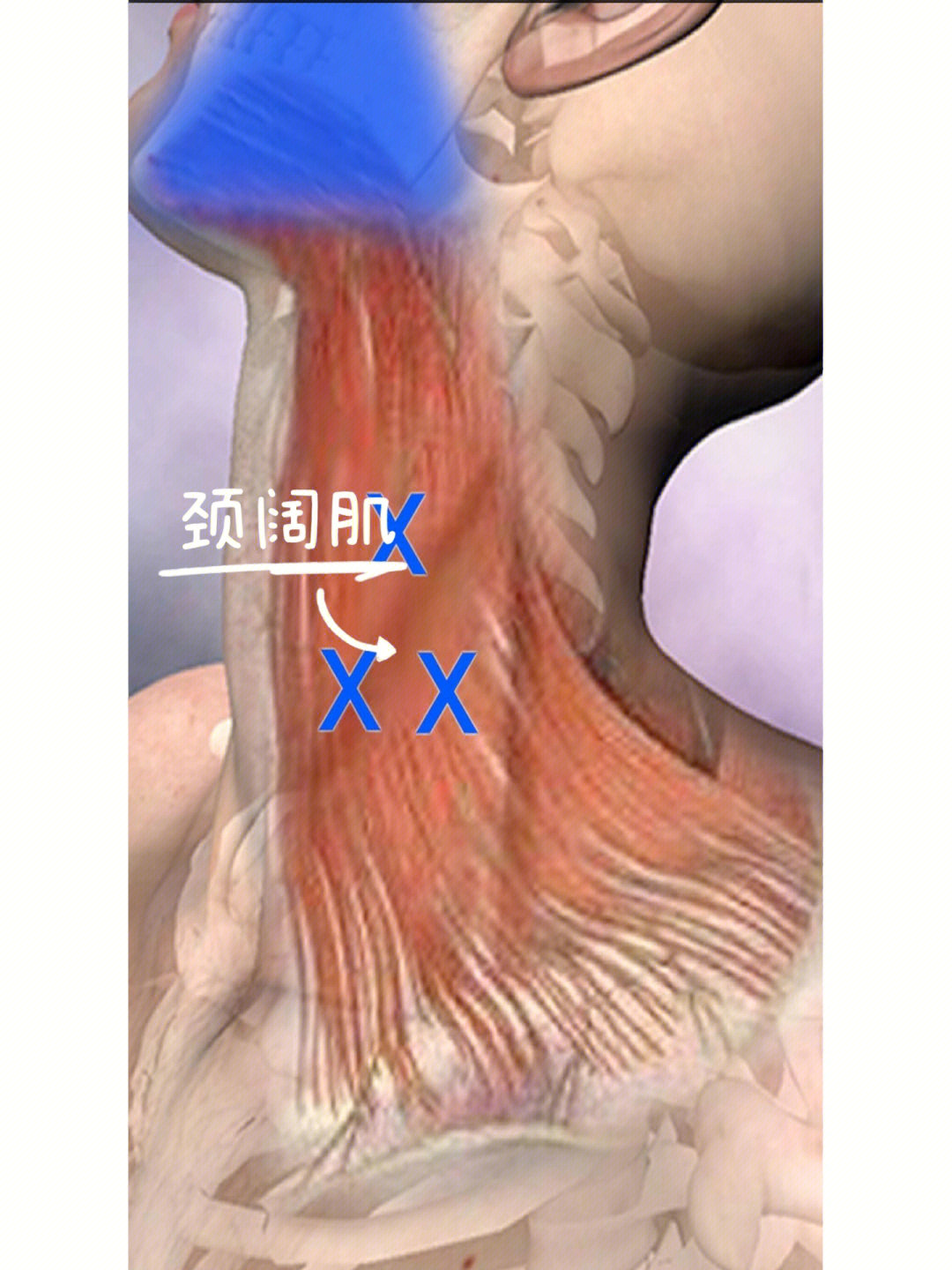 下颌肌肉紧张图片