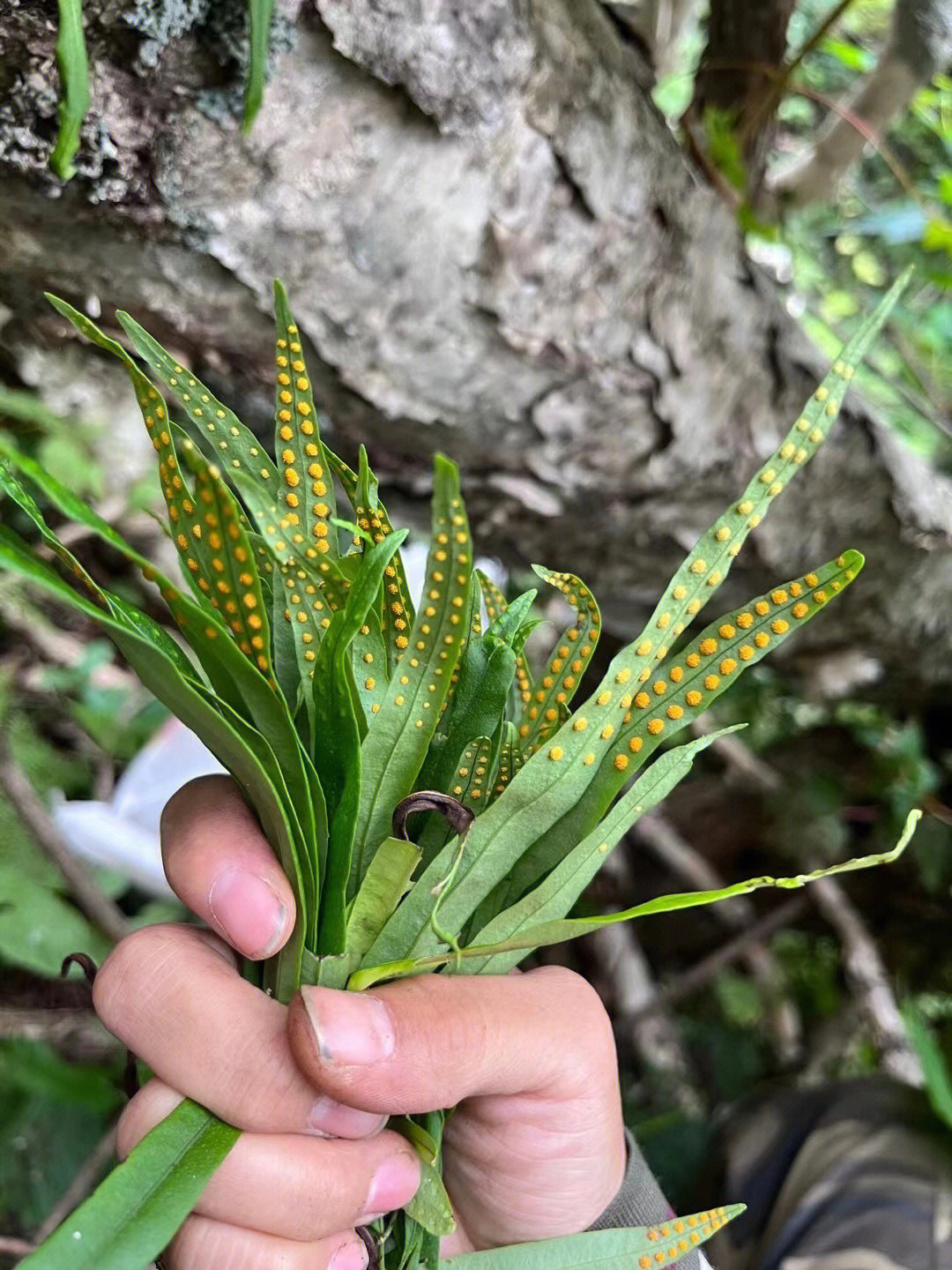 肾精草又称肾精茶石苇草