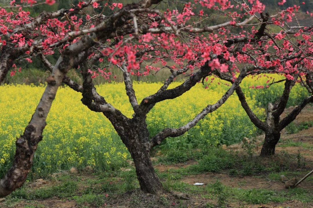 连平桃花