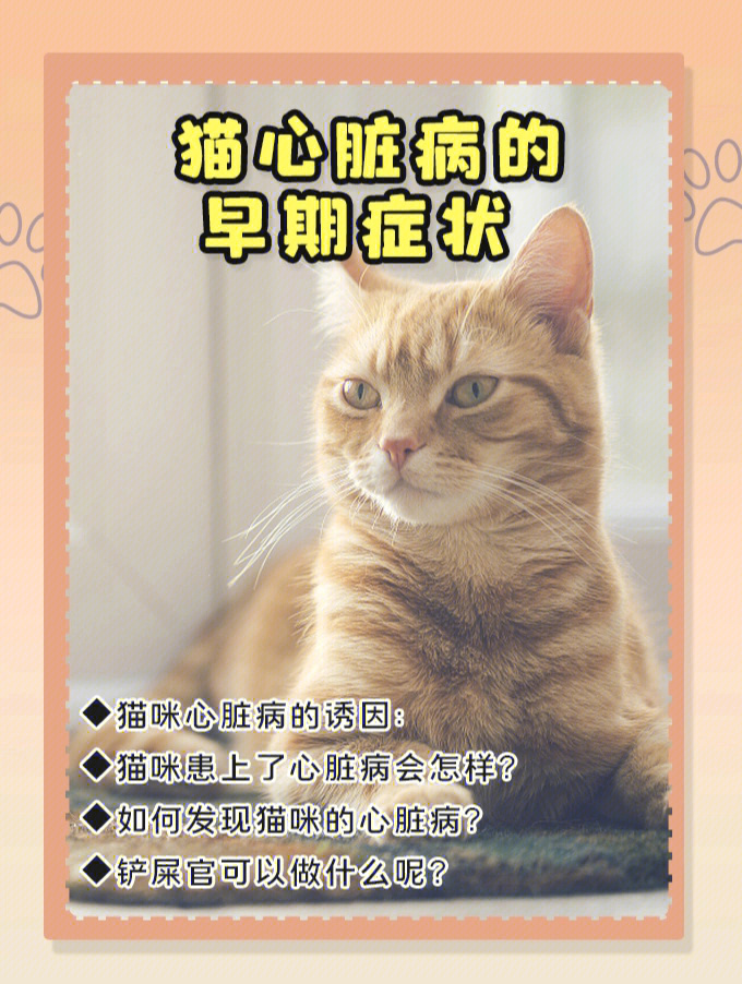 猫心脏病的早期症状