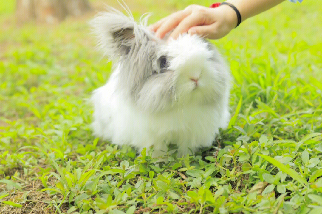 盖脸猫猫兔长大后图片