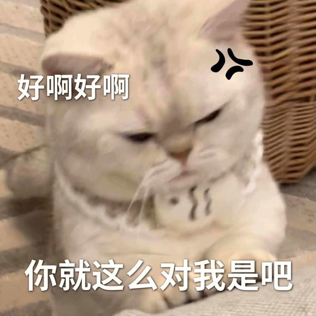 猫咪表情包